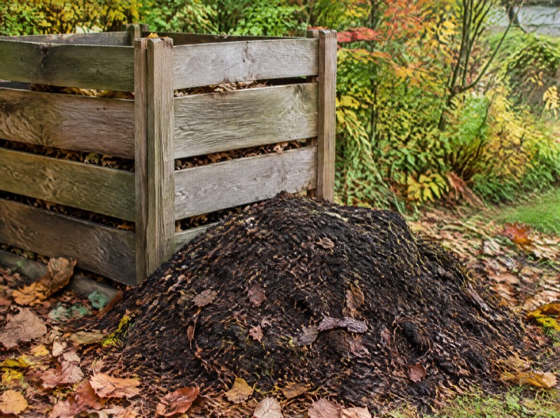 Leaf Mould: The Free Compost You're Throwing Away