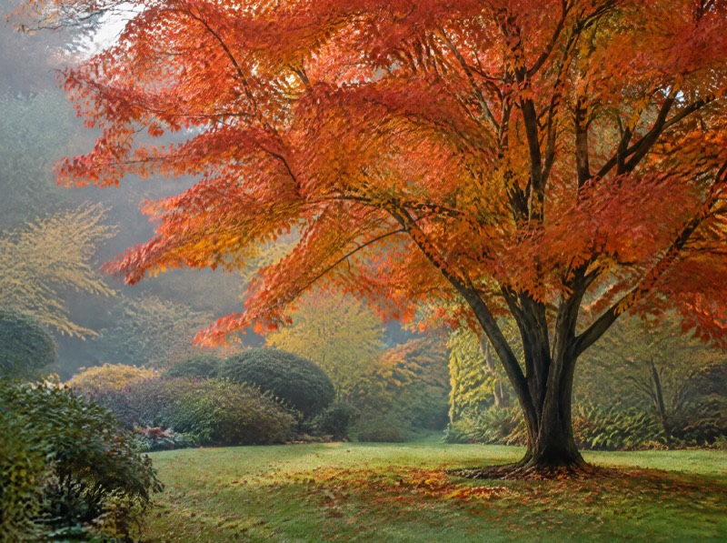 The Maple in Autumn: A Case for One Good Tree